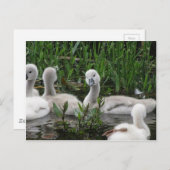 Carte Postale Swan in Wonder.jpg (Devant / Derrière)