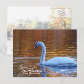 Carte postale Swan Lake Iris Gardens (Devant / Derrière)