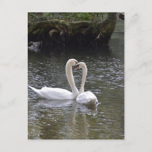 Carte Postale Swan Mariage Love Peace Hope Water Lake Park