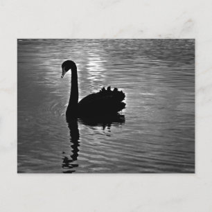 Carte Postale Swan noir - Animal autochtone australien