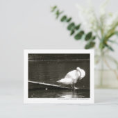 Carte Postale Swan Preuve Photo Par Brad Hines (Debout devant)