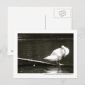 Carte Postale Swan Preuve Photo Par Brad Hines (Devant / Derrière)