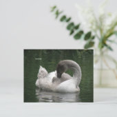 Carte postale Swan Sleepy (Debout devant)