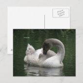 Carte postale Swan Sleepy (Devant / Derrière)