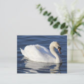 Carte Postale Swan sur un lac (Debout devant)