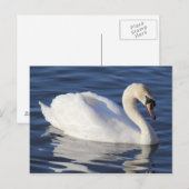 Carte Postale Swan sur un lac (Devant / Derrière)