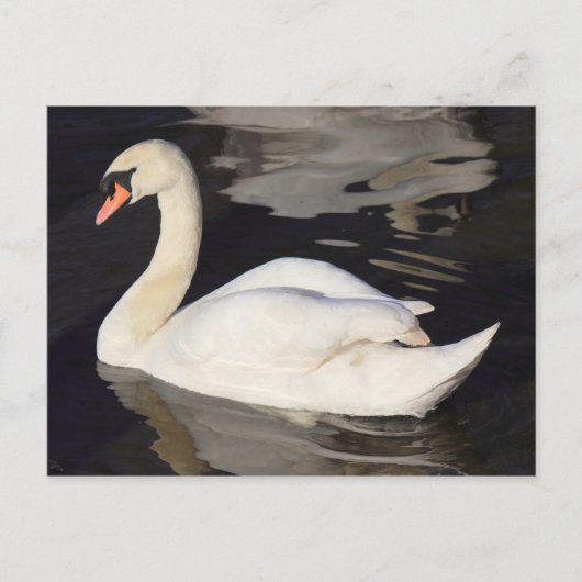 Carte Postale Swan sur un lac II (Devant)