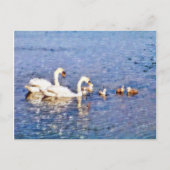 CARTE POSTALE SWANS (Devant)