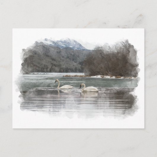 Carte postale Swans (Devant)