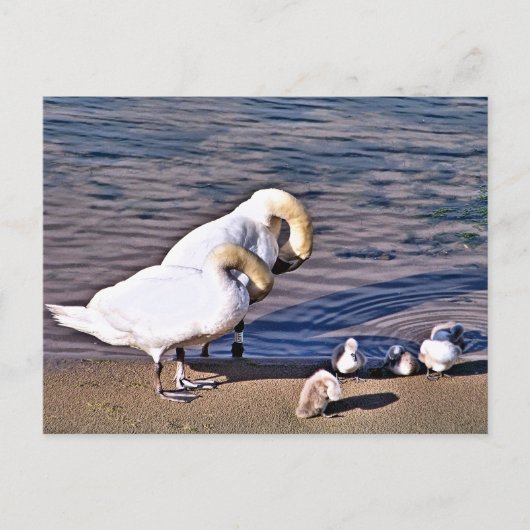 CARTE POSTALE SWANS (Devant)