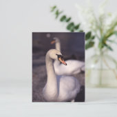 Carte Postale Swans au lac Windermere (Debout devant)