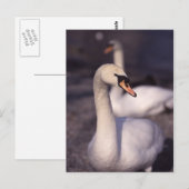 Carte Postale Swans au lac Windermere (Devant / Derrière)