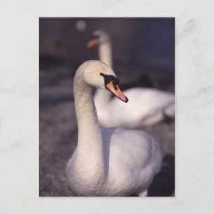 Carte Postale Swans au lac Windermere