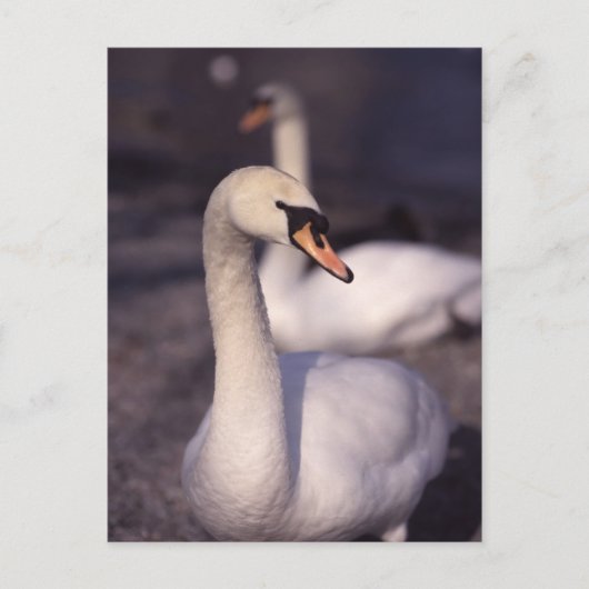Carte Postale Swans au lac Windermere (Devant)