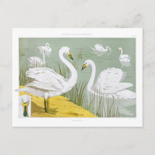 Carte Postale Swans - Cygne sauvage Maurice Pillard Verneuil