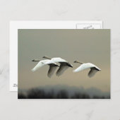 Carte Postale Swans de toundra (Devant / Derrière)