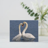 Carte postale Swans in Love (Debout devant)