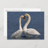 Carte postale Swans in Love (Devant / Derrière)