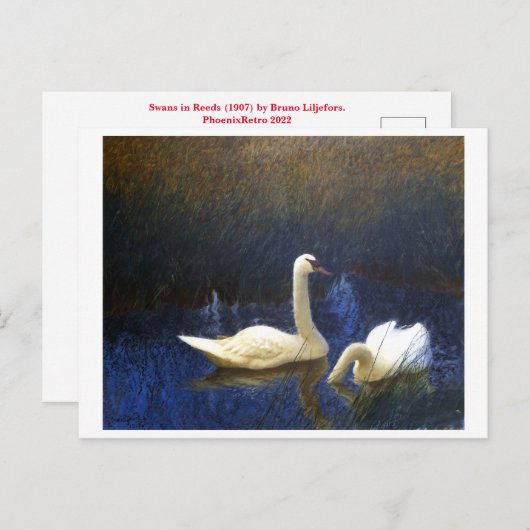 Carte Postale Swans in Reeds (1907) par Bruno Liljefors (Devant / Derrière)