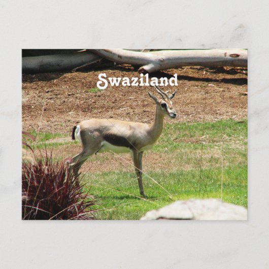 Carte Postale Swaziland Gazelle (Devant)
