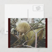 Carte postale sweat - shirt à capuche Champignons (Devant / Derrière)