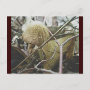 Carte postale sweat - shirt à capuche Champignons