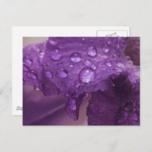 Carte Postale Sweaty Iris (Devant / Derrière)