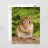 Carte postale Sweet Baby Chipmunk (Devant / Derrière)