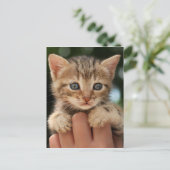 Carte Postale Sweet Baby Kitten (Debout devant)