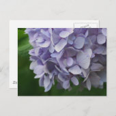 Carte postale Sweet Blue Hydrangea Flower Photo (Devant / Derrière)