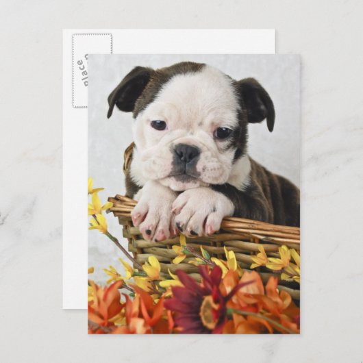 Carte Postale Sweet Bulldog Puppy (Devant / Derrière)