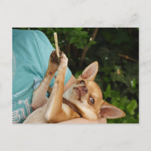 Carte Postale Sweet Charlie Chihuahua