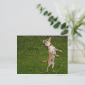 Carte Postale Sweet Charlie Chihuahua (Debout devant)