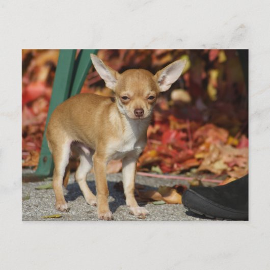 Carte Postale Sweet Charlie Chihuahua (Devant)
