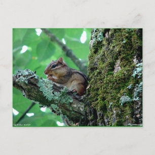 Carte Postale Sweet Chipmunk dans un arbre Vêtements et cadeaux