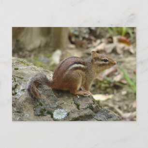 Carte Postale Sweet Chipmunk Hot Springs National Park Cadfts