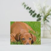 Carte postale Sweet Daschund Sleeping (Debout devant)