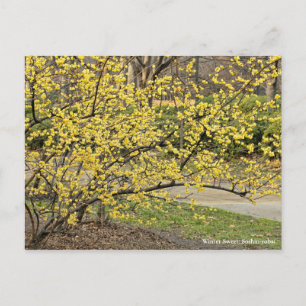 Carte Postale Sweet d'hiver : Soshin-robai [Carte postale]