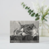 Carte Postale Sweet Dream (Debout devant)