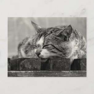 Carte Postale Sweet Dream