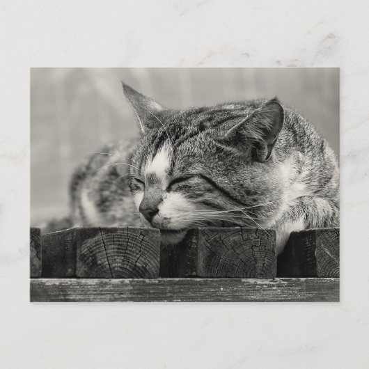 Carte Postale Sweet Dream (Devant)