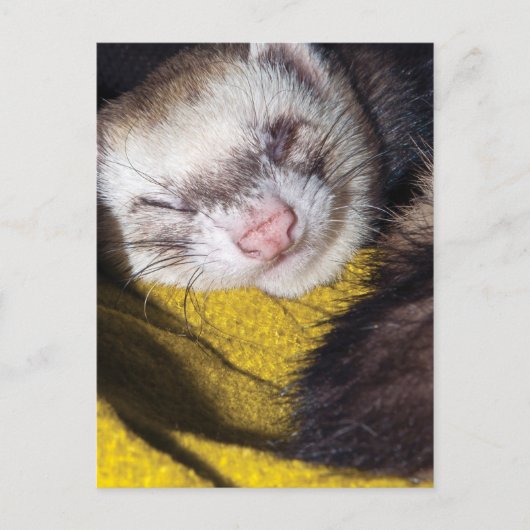 Carte Postale Sweet Dreams (Devant)