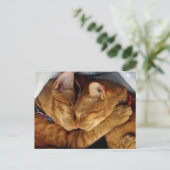 Carte Postale Sweet Dreams (Debout devant)