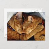 Carte Postale Sweet Dreams (Devant / Derrière)