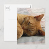 Carte Postale Sweet Dreams (Devant / Derrière)