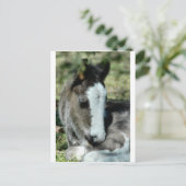 Carte Postale Sweet Dreams (Debout devant)