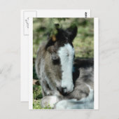 Carte Postale Sweet Dreams (Devant / Derrière)