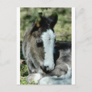 Carte Postale Sweet Dreams