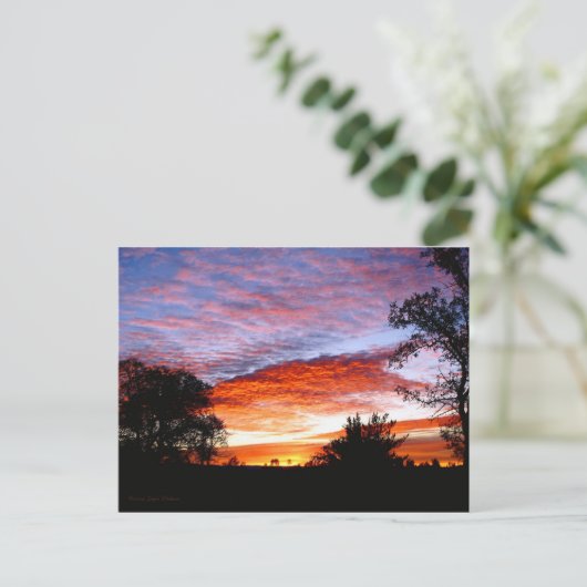 Carte Postale Sweet Dreams Kodi (Debout devant)