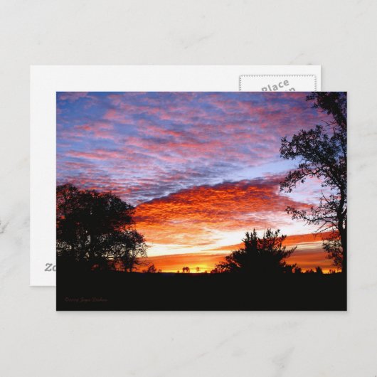 Carte Postale Sweet Dreams Kodi (Devant / Derrière)